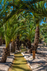 Palm groves at the palm museum of Elche, Spain