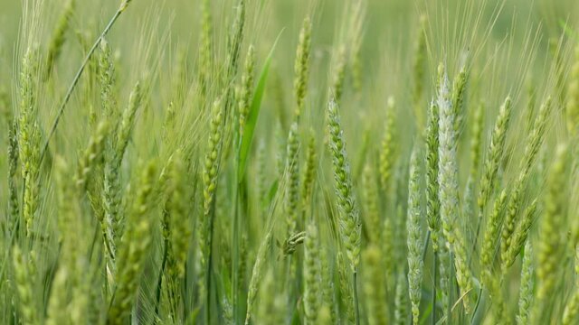 Field of green wheat at sunny cloudy summer time. Crop plants swinging in summer breeze. Agriculture harvest grove. Agricultural growth and farming concept.