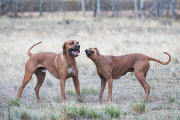 Two Rhodesian Ridgeback  Dogs Playing 