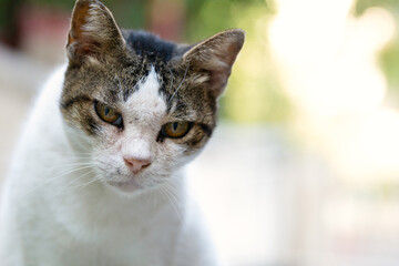 Portrait of a beautiful female cat close up outdoors with a blurred background