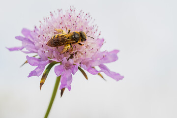 honeybee, Apis mellifera, feeding and pollinating wild flowers in spring