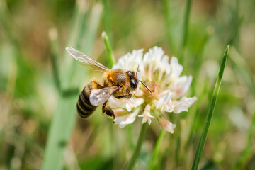 honeybee, Apis mellifera, feeding and pollinating wild flowers in spring