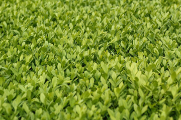 Boxwood evergreen bush close up. Natural background.