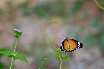 butterfly on a flower
