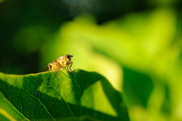 Bug Sitting on a Leaf
