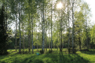 Fototapeta na wymiar Summertime joy in forest