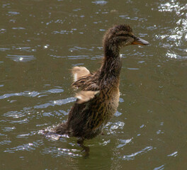 Mallard duckling standing up to shake it's wings