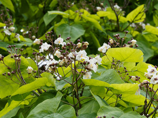 (Catalpa bignonioides) Close up of clusters of pure white flowers with yellow gold spots and bright...