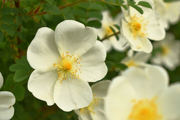 Wildrose weiß