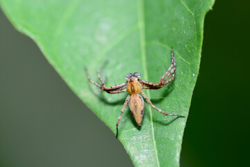 spider on a leaf