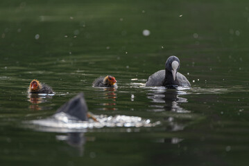 Young baby Eurasian, or common coot Fulica atra on a pond