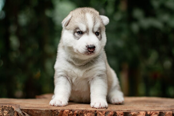 One Little cute puppy of Siberian husky dog outdoors