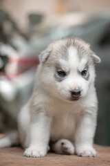 One Little cute puppy of Siberian husky dog outdoors