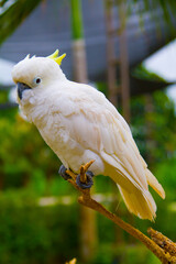 White cockatoo at Bali zoo, Indonesia