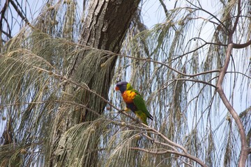 Parakeets / Lorikeets flying around trees in Fraser Island