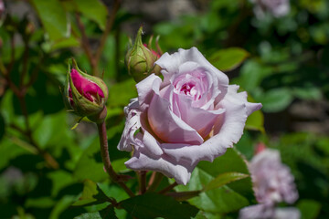 pink rose in garden