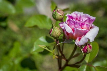 pink rose on a green background