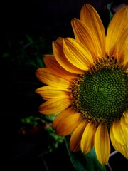 sunflower close up