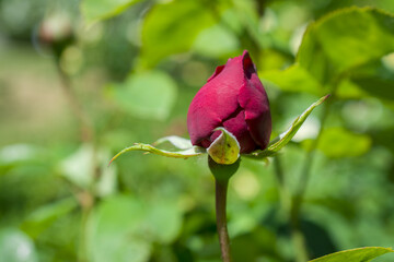 red rose bud