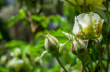 white rosein the garden