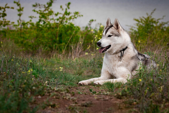 The dog is lying on the grass. Portrait of a Siberian Husky. Close-up. Resting with a dog in nature. Landscape with a river.