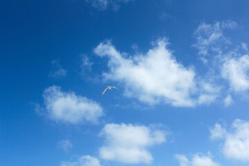 Seagull and clouds in the blue sky