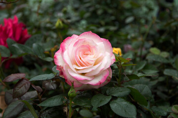 beautiful pink and white rose with dark green leaves background in the garden
