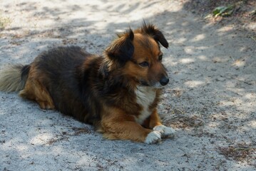one brown dog lies and looks at the gray sand in the street