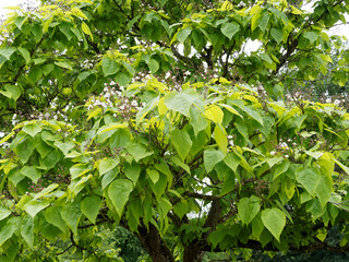 Catalpa bignonioides | Southern catalpa or cigartree with great panicles of trumped shaped pure white flowers with yellow gold spots and purple stains in early summer