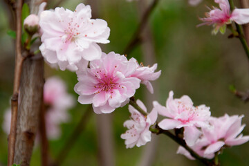 Fototapeta premium pink cherry blossom