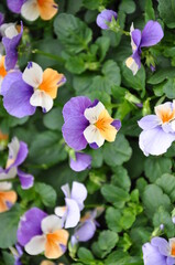 Obraz na płótnie Canvas Viola tricolor flower