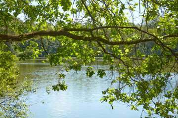 Fototapeta na wymiar Baum am Ufer eines von der Sonne beschienenden Sees.