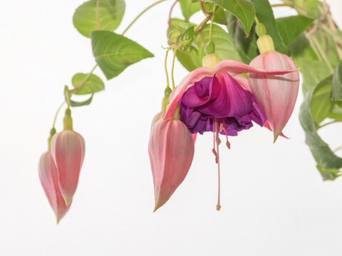 Blooming fuchsia, large flowers on a light background