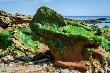 seaweed on the beach