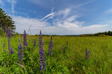 Urlaub in Deutschland Eifel Lupinen