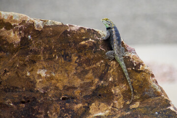 Colorful lizard sunning himself on rock