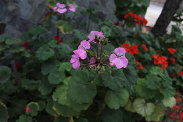 flowers in the garden