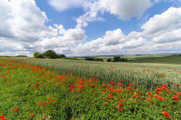 Urlaub in Deutschland Mohnfelder