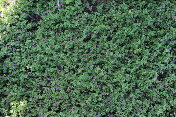 green grass background