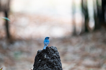 Hainan Blue Flycatcher