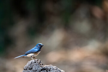 Hainan Blue Flycatcher