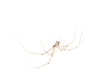 spider on wed