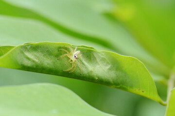 spider on leaf