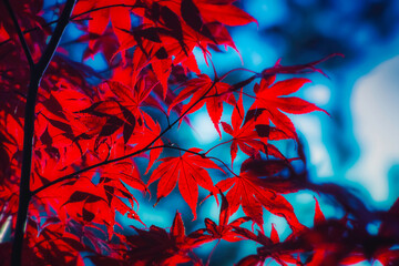 Couleurs d'automne.