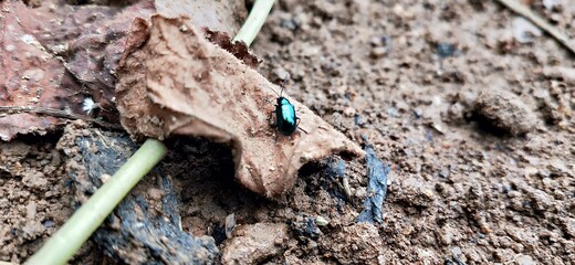 green small insect on the dry leaf