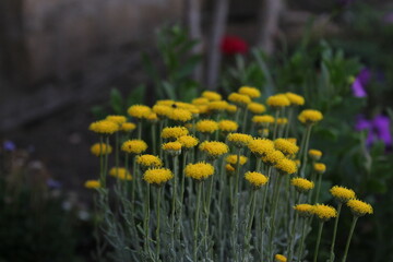 yellow flowers in the garden