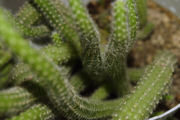 close up of green snake cactus