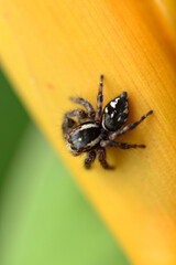 spider on leaf