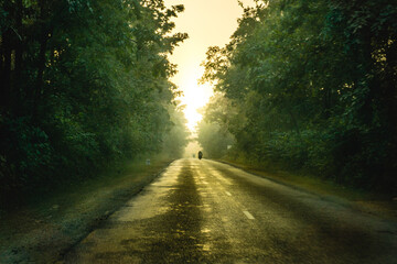 Obraz premium A road in Nepal passing through dense forest.