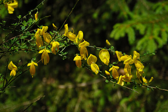 Deutscher Ginster, Genista germanica, im Schwarzwald